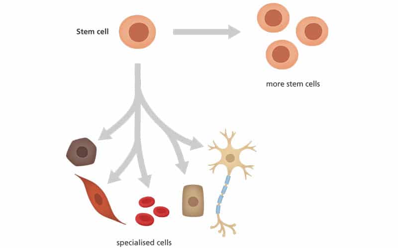 عملکرد سلول های بنیادی (Stem Cells)